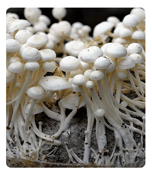 Ready to Grow Enoki Mushroom kit