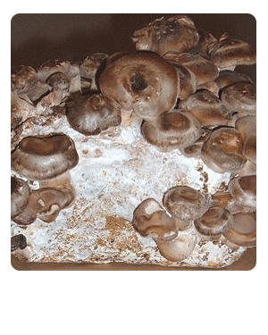 Ready to Grow Shiitake Mushroom Kit